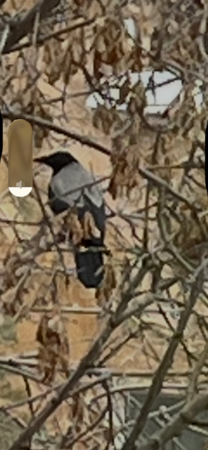 IMG_5152.thumb.png.6db8681bcca05bacd30e09fe84d454ee.png