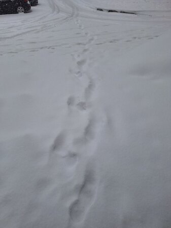 image.thumb.jpeg.623bf81d2a644e711272f0ce67667ceb.jpeg