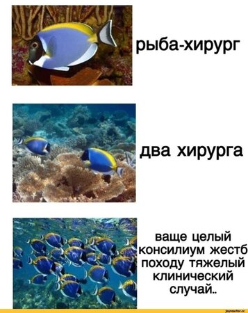 рыбы-приколы-для-даунов-8110961.jpeg