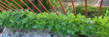 IMG_5681.thumb.jpeg.506638655912aa1bdd7b3f0537d6d3b8.jpeg