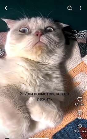 IMG_6198.thumb.jpeg.f8664954ad172ce8e4668f897d00f5c4.jpeg