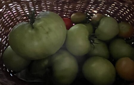 IMG_6242.thumb.jpeg.90ed87bde6348825c6612f636c16ac0b.jpeg