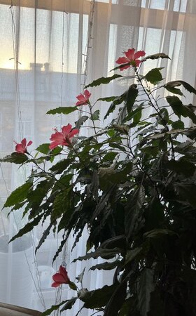 IMG_6708.thumb.jpeg.541896f2aa9f91f89416bbe55a6aaf4d.jpeg